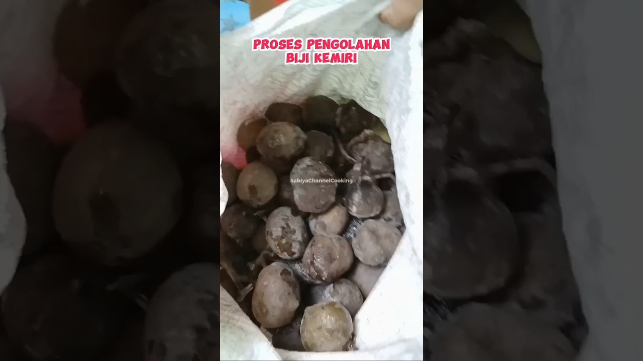 Proses Pengolahan Biji Kemiri / Candlenut 