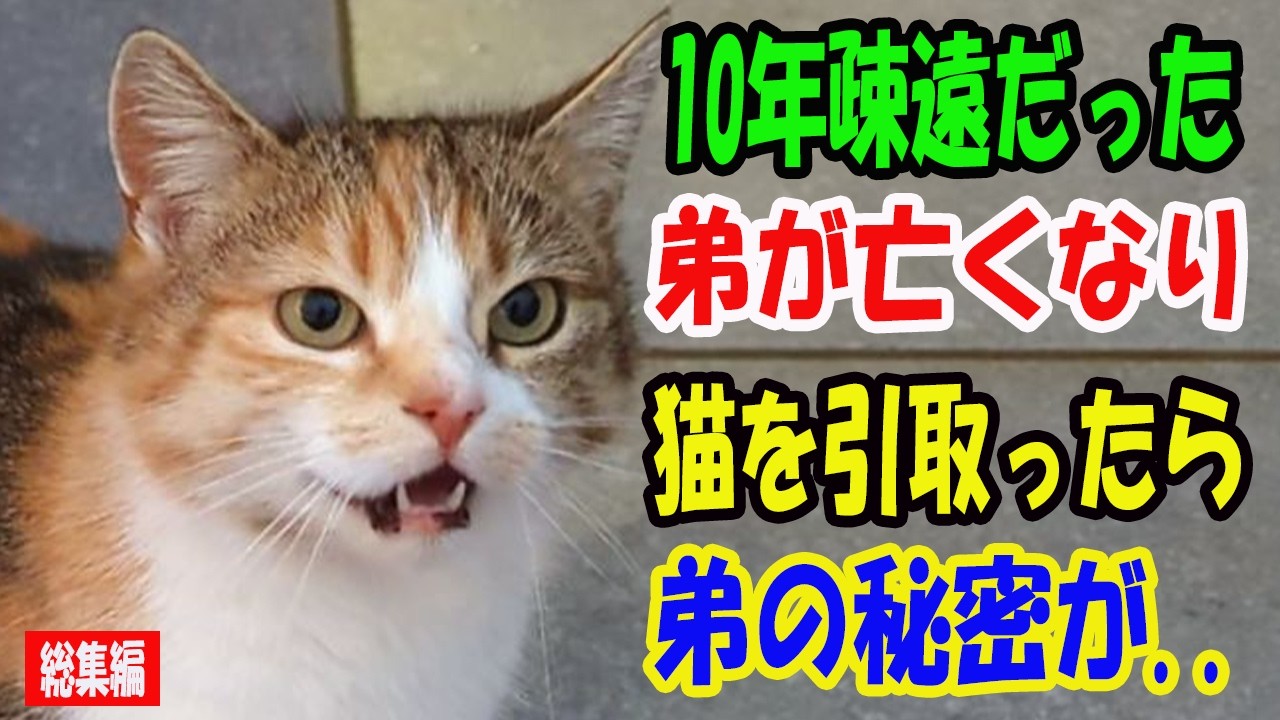 10年間疎遠だった弟が亡くなり、その猫を引き取ることに。ある日、夢の中で猫に「黒い箱を開けて」と言われ、弟の知られざる過去を知り驚愕【猫の不思議な話】【総集編】