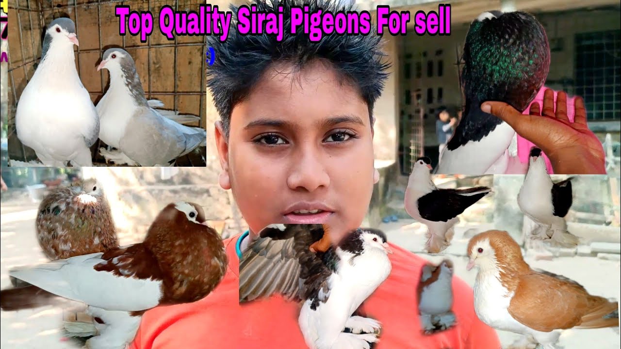 Top Quality Siraj & Fancy Pigeon Breeding Loft of Sanju Vai in Digha Medinipur, West Bengal, India