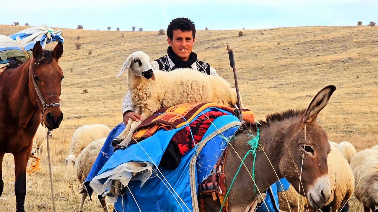 هجرة الراعي - ذئب ياكل نعجة راعي آخر - أمطار غزيرة