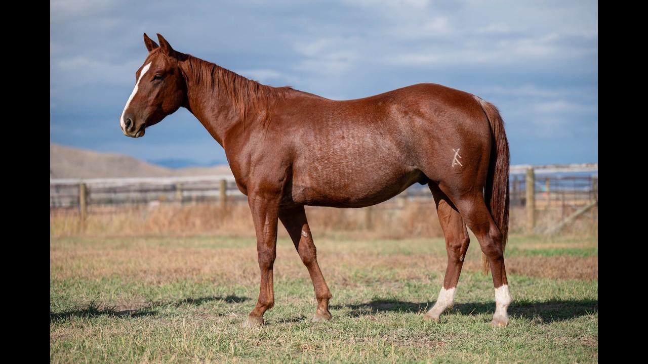Lot #24 WEAVERS PERKS ECHO