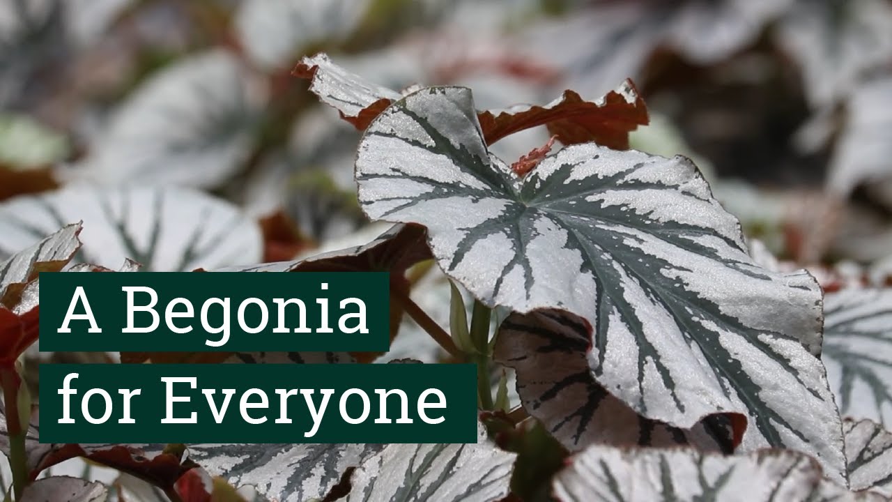 Plant Hunter Stories - Cane-like Begonia Collection