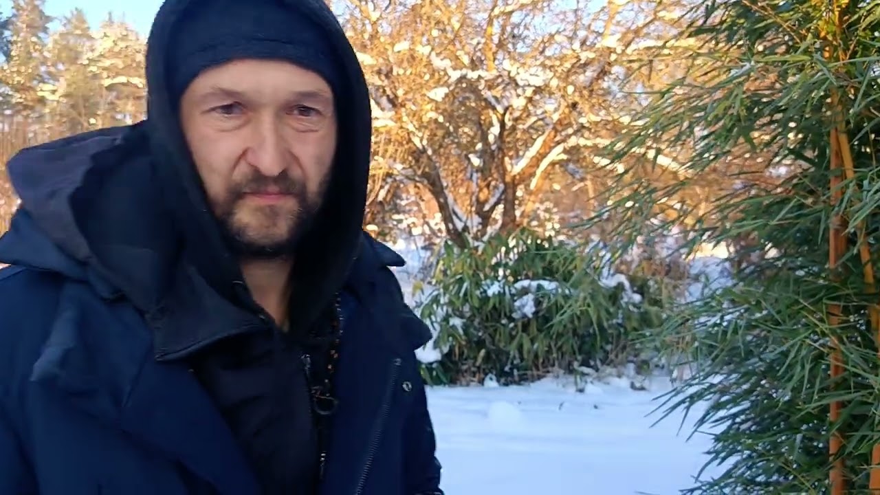Самые перспективные для Беларуси зимовыносливые бамбуки после -18С, репортаж на крещенские морозы. 