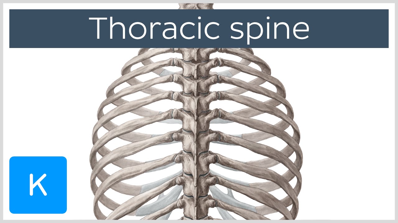 Thoracic Spine - Definition & Components - Human Anatomy |&nbsp;Kenhub