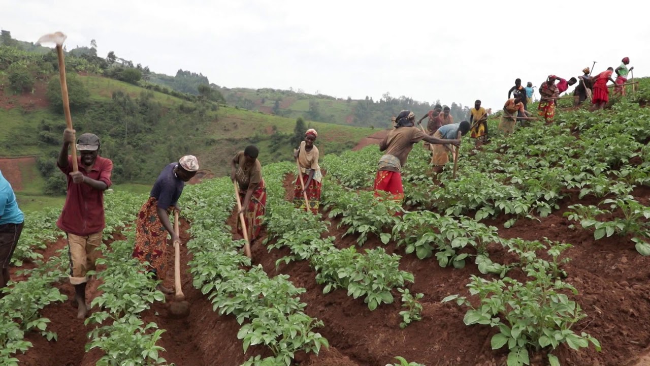 #ISABU ni ikigo c’igihugu kijejwe ubushakashatsi ku mbuto haba ku biterwa, haba kubitungwa