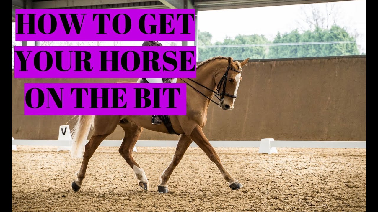 HOW TO GET YOUR HORSE ON THE BIT