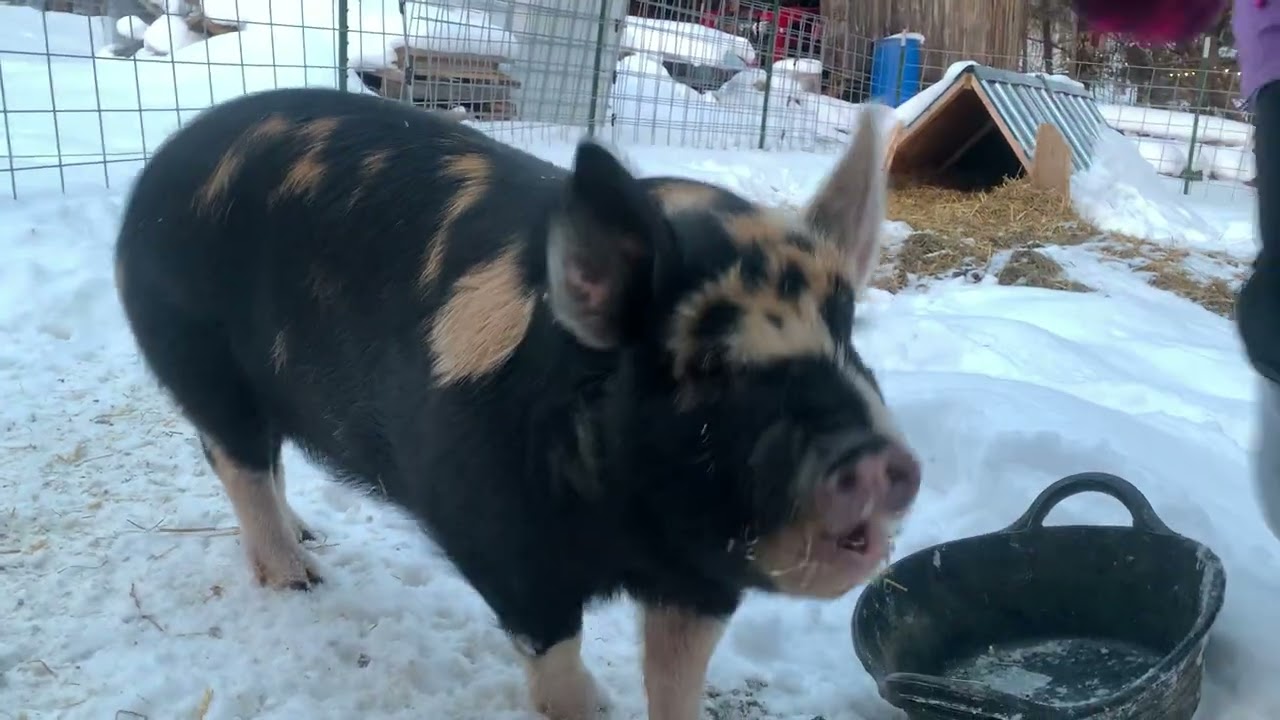 Raising Pigs in the Winter