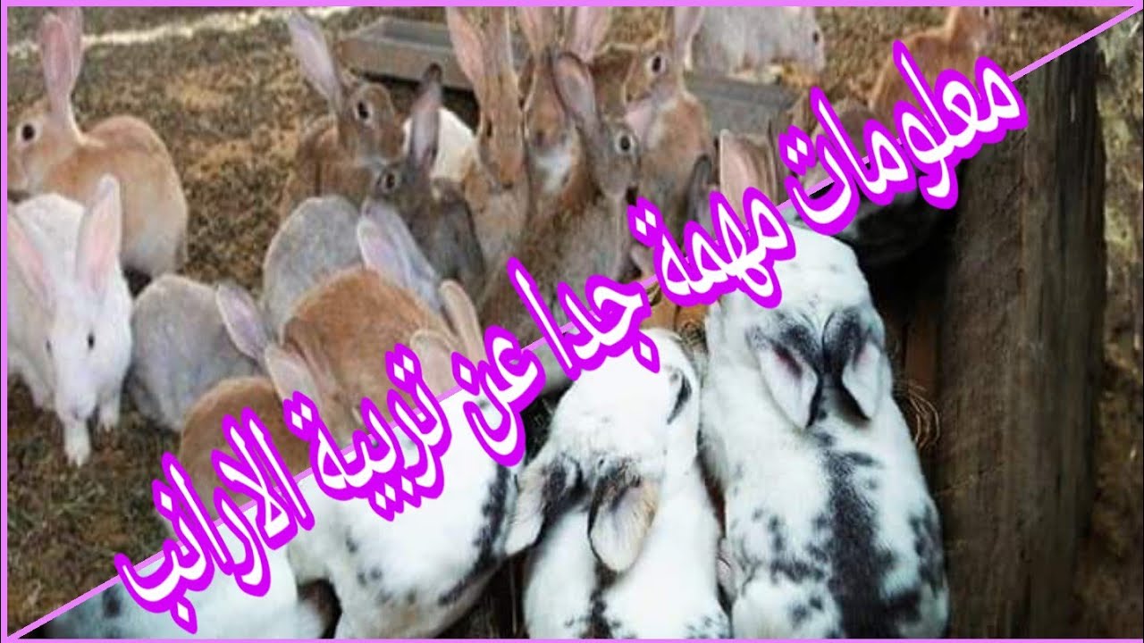حاجات لازم تعرفها عن تربية الارنب \ عبدة عمارة 🐇