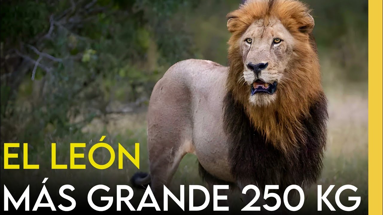 El Le&oacute;n m&aacute;s grande de Sabi Sand | Hairy Belly