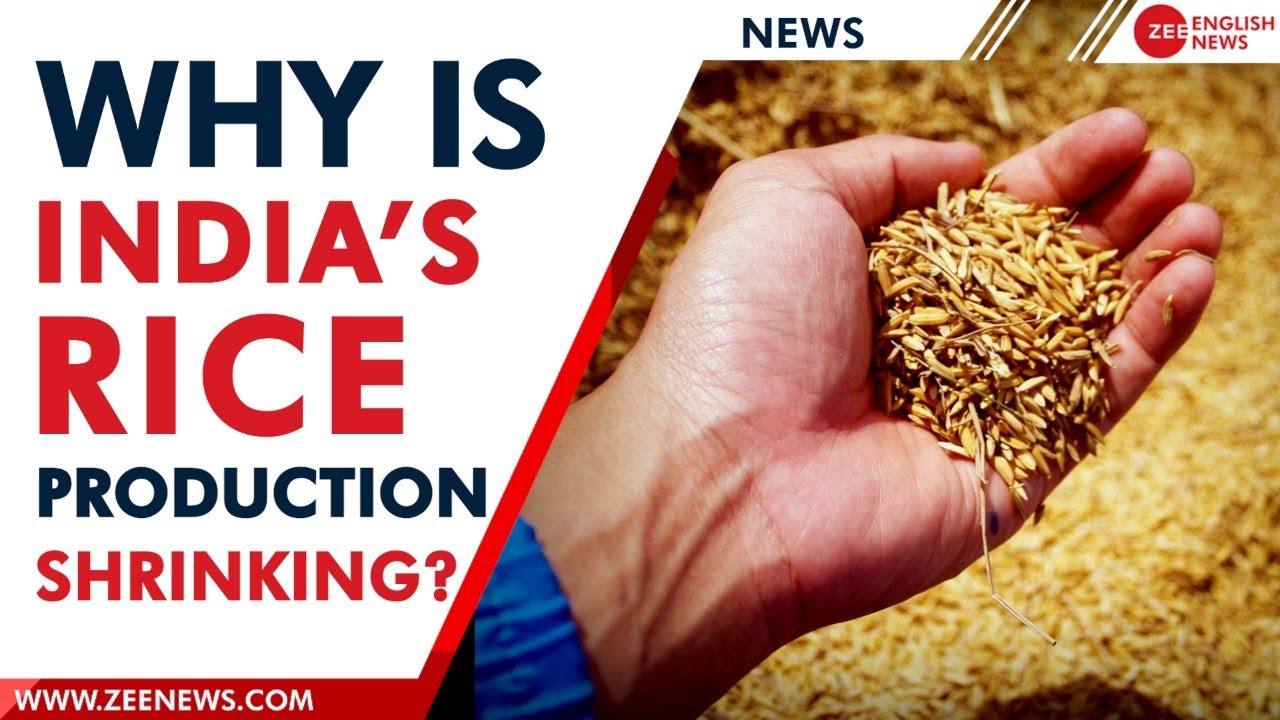 Shortage of rain shrinks rice production, challenge for India&rsquo;s global food supply |Zee English News