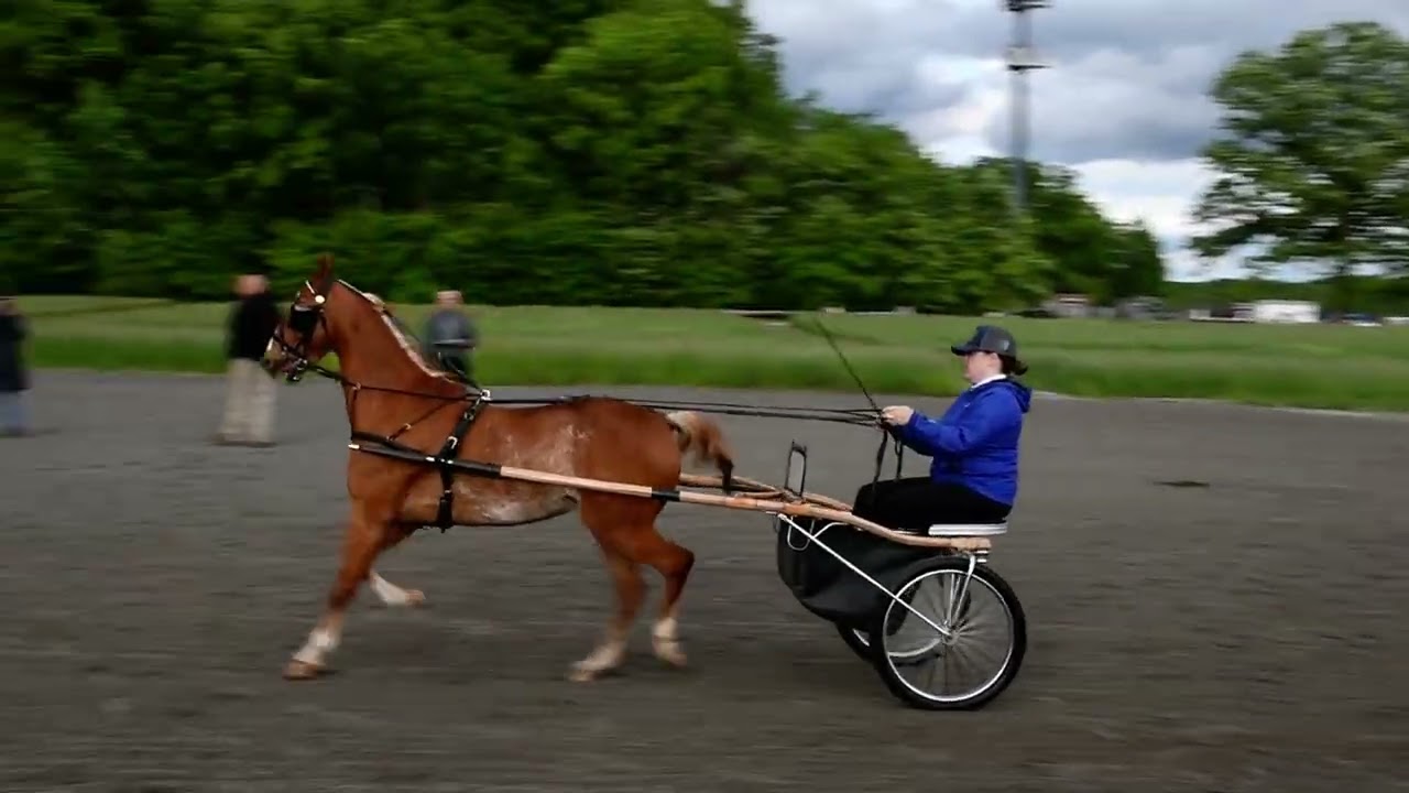 Brooke in Class 18 - Reg Hackney Pony Pleasure Driving @ RWB Horse Show at Canfield Fairgrounds