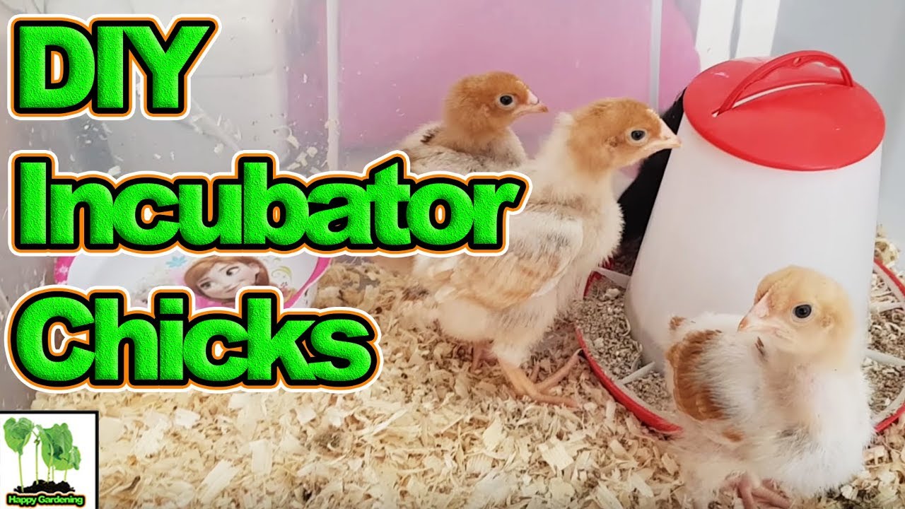 The DIY Incubator With Automatic Egg Turner. Update On The Chicks