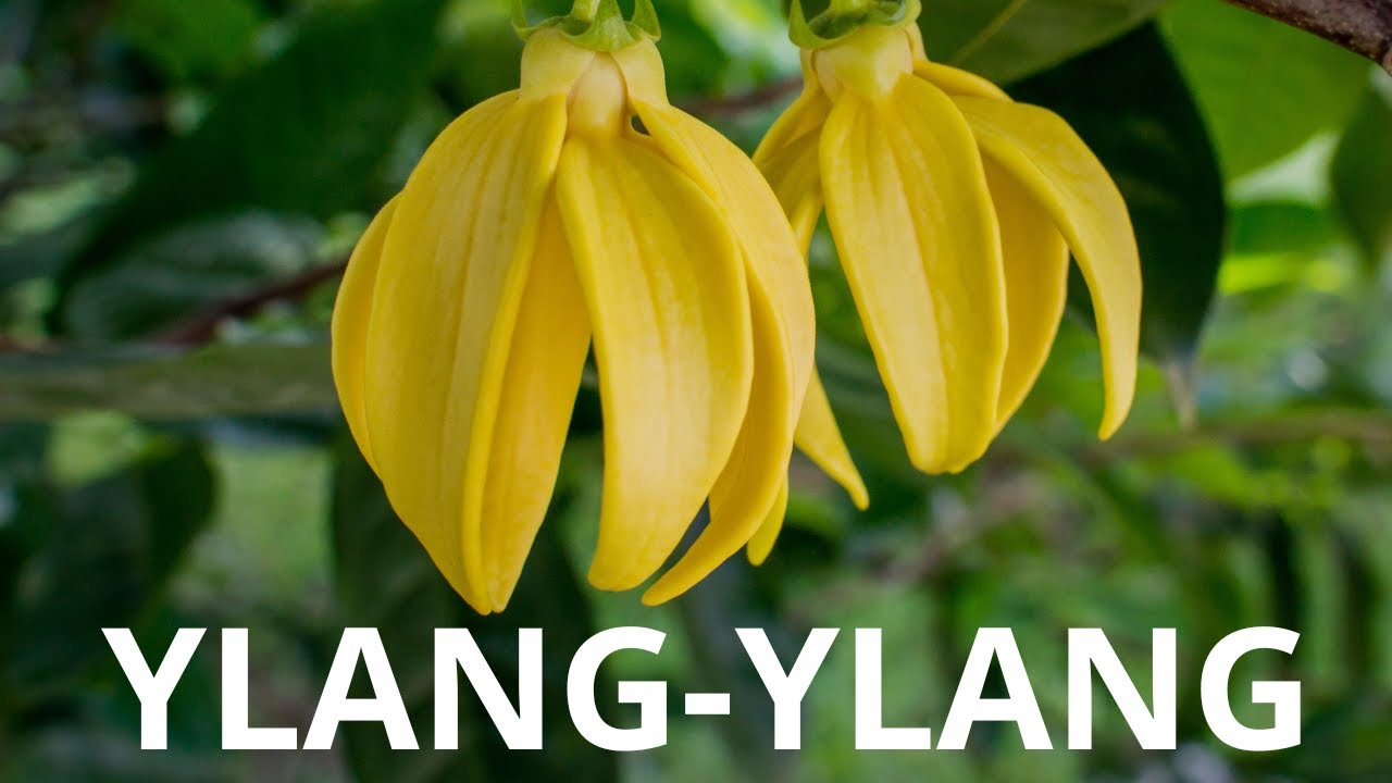 Ylang-Ylang & Jasmim-Manga | Aula Completa