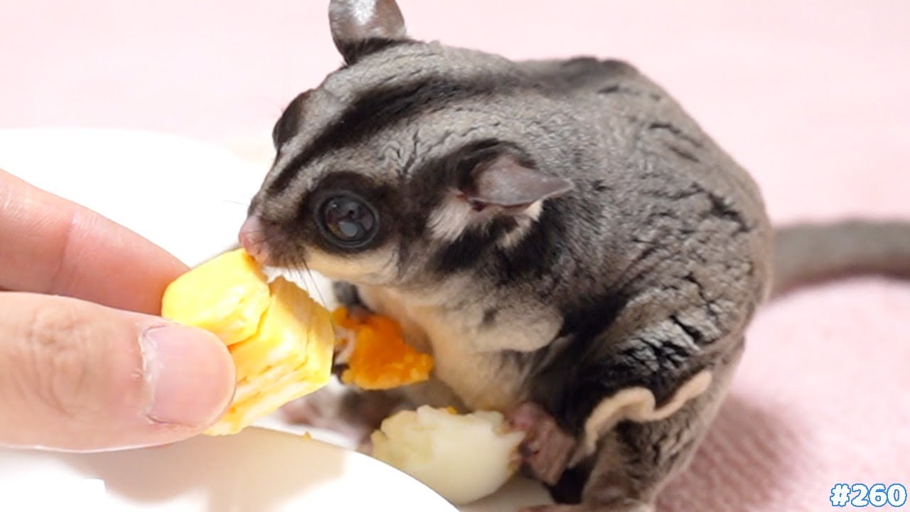 モモンガに卵焼きと茹で卵どちらが好きか検証した結果