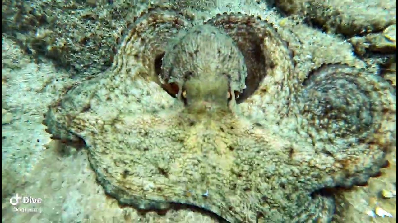 Octopus, Thassos free diving