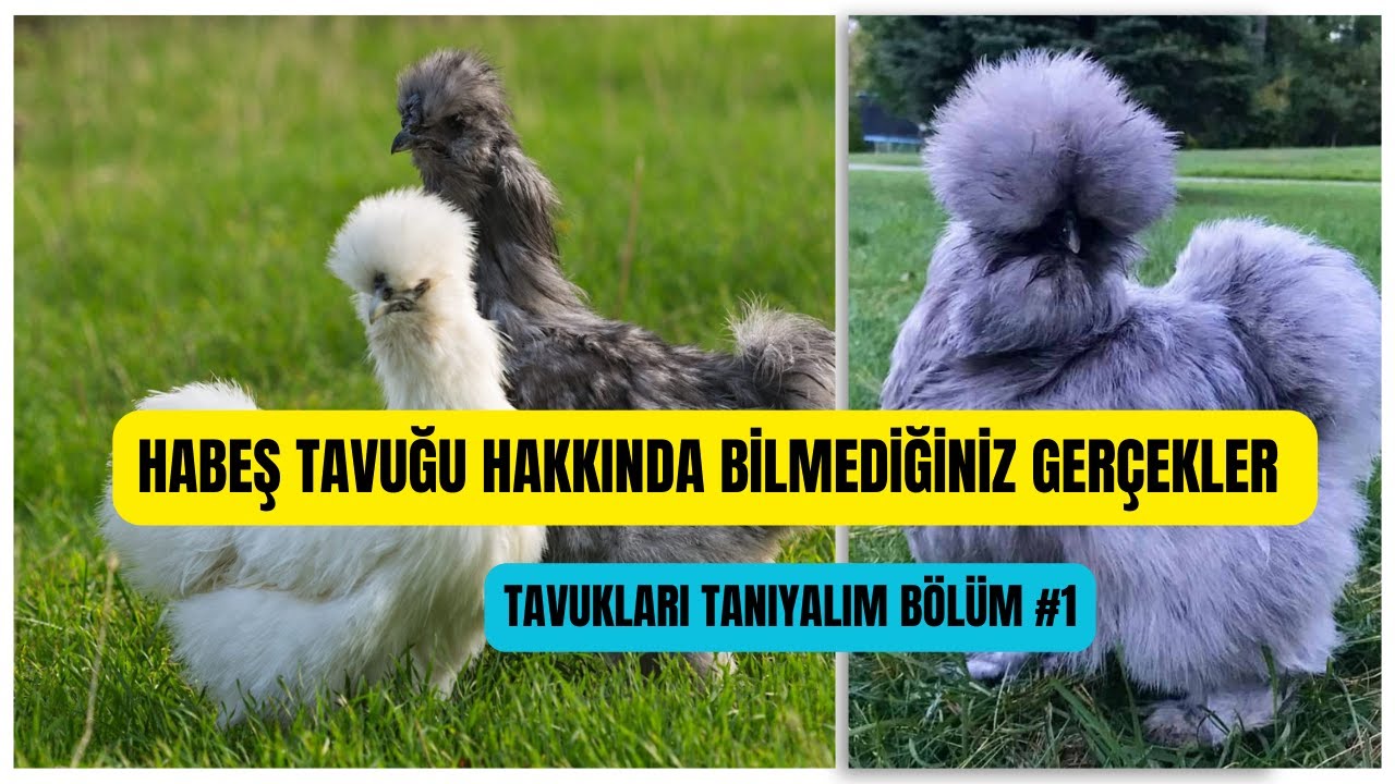 Habeş Tavuk Hakkında Herşey | Habeş Tavuk Irkı | Habeş Tavuk Özellikleri | Tavukları Tanıyalım Habeş