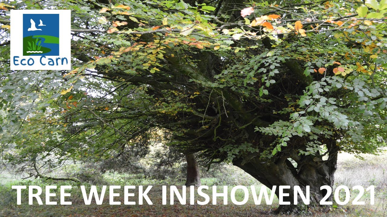 TREE WEEK IN INISHOWEN 2021