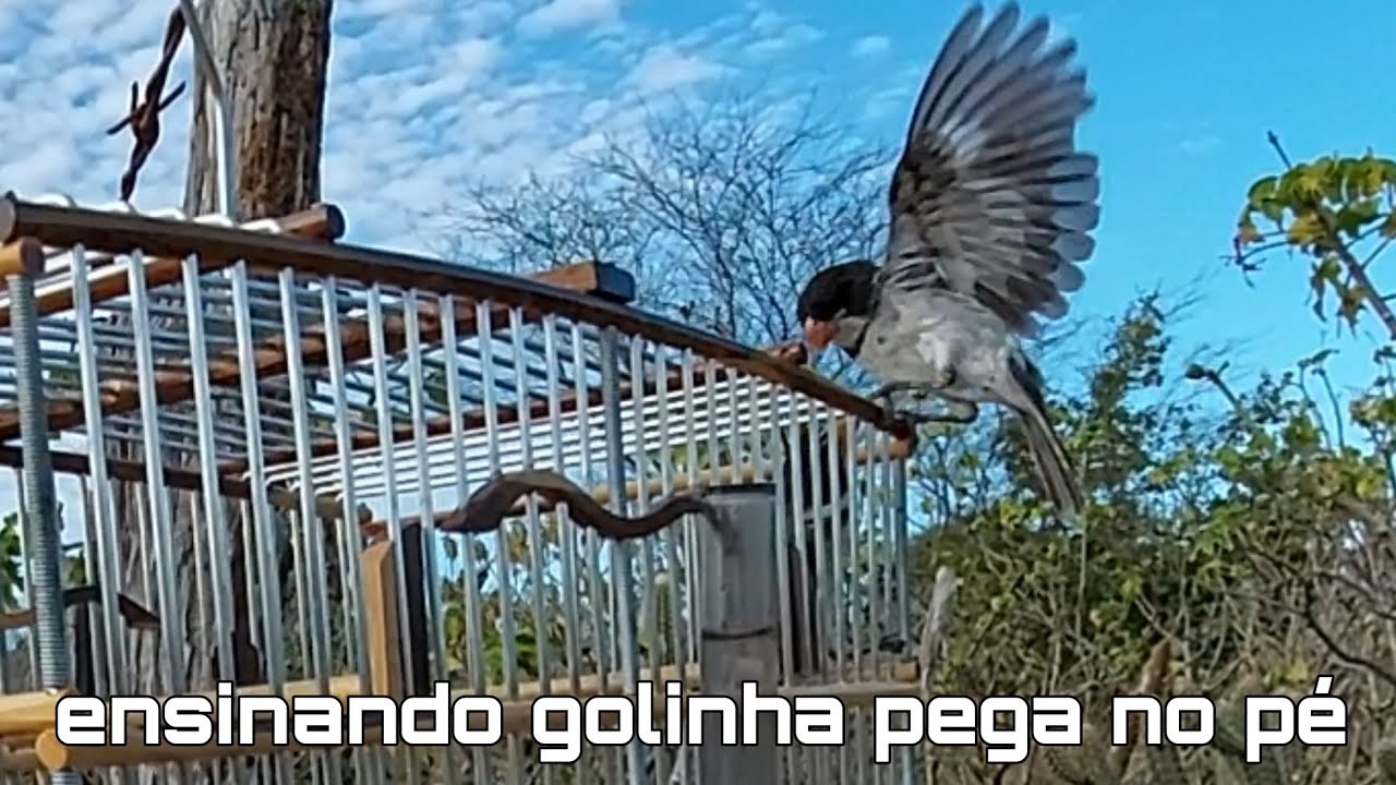 ensinando golinha pega pé parte 2 ele pegou
