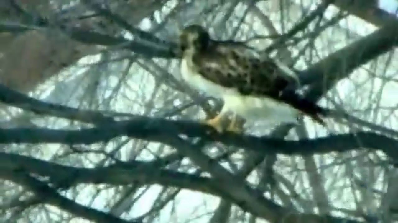 Red Tailed Hawk, Guthrie county, Iowa, Interesting behavior at 1 minute