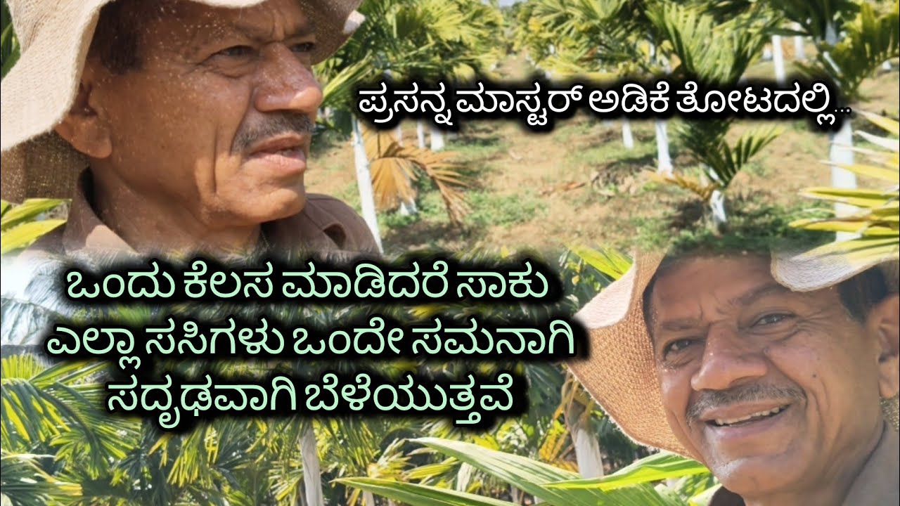 ಅಡಿಕೆ ತೋಟ ಮಾಡಲು ಅಗತ್ಯ ಮಾಹಿತಿ ತಿಳಿಯೋಣ ಬನ್ನಿ /Arecanut farming information 