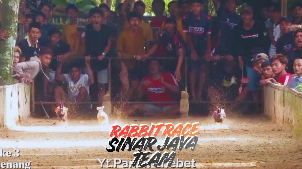 NEW!!RABBIT RACE / KERAPAN KELINCI LANTEK BARAT 