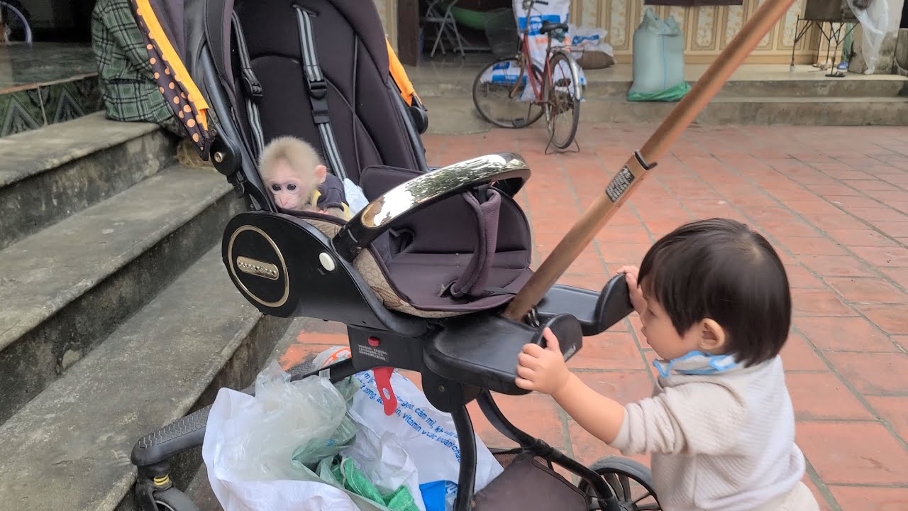 Sister Gao is pushing the monkey Tini around