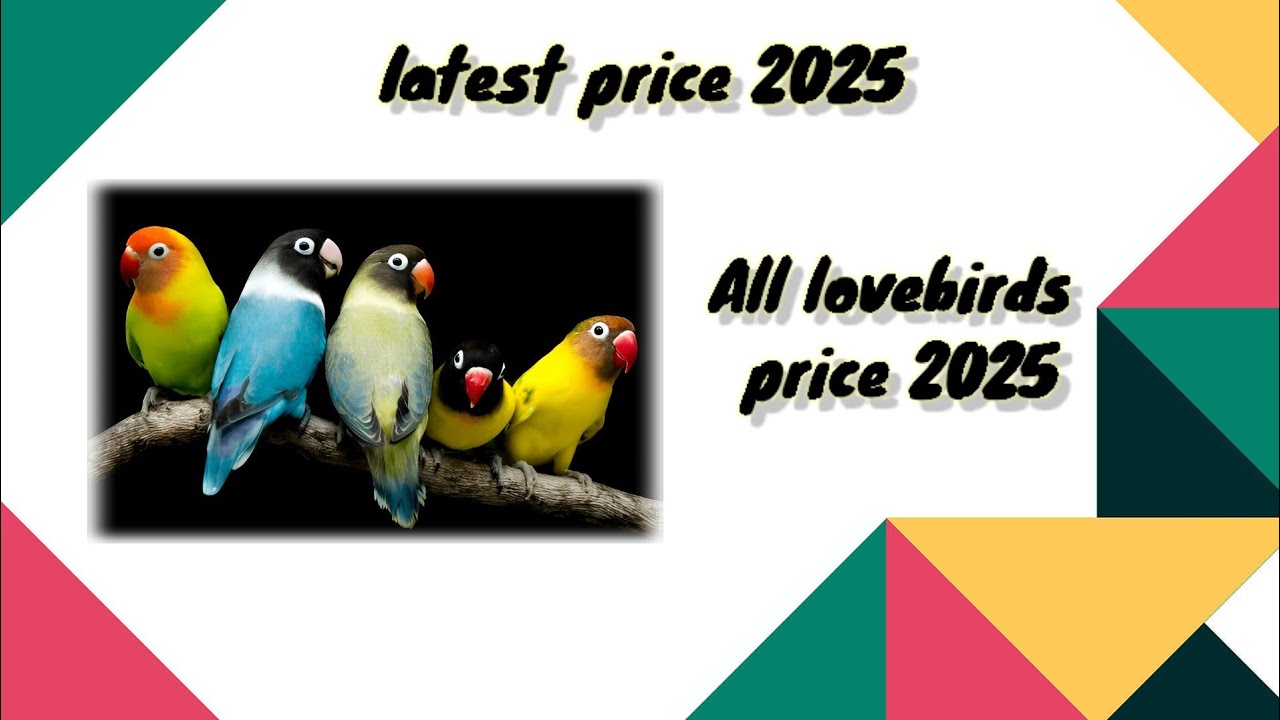 All lovebirds new prices 2025 | love birds price in Pakistan #birds #2025