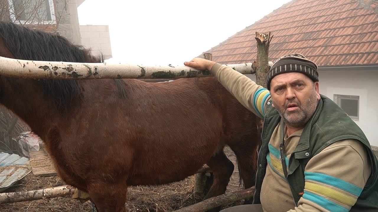 HOĆU  RADIT  KO KONJ  AL  NEĆU  DZABA