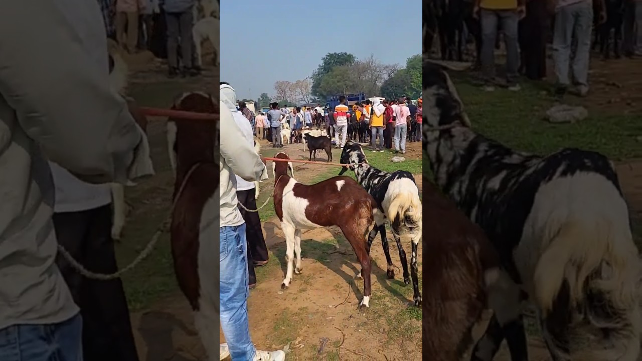 Bakra Mandi Bakrid special💯 #bakridspecial #bakridstatus #shots #tranding #goat #ytshorts #lifestyle
