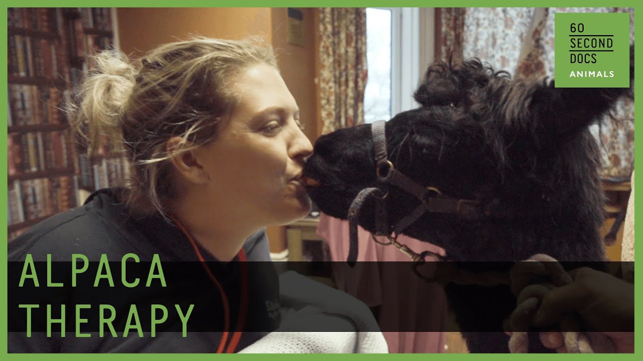 Alpaca Therapy Eases Our Stress
