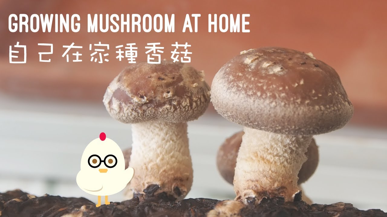 #01 Growing Mushrooms at Home | 自己在家種香菇 (CC)