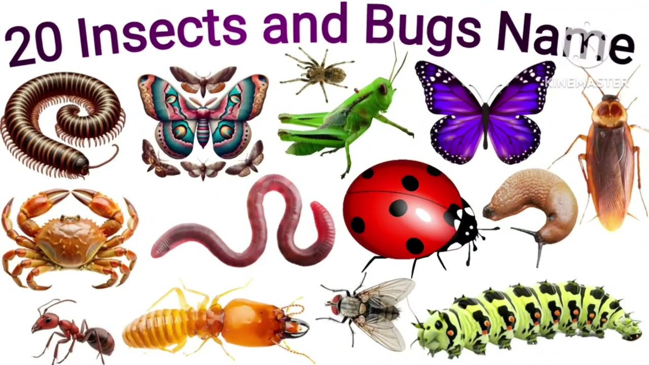 बच्चों के लिए 20 कीड़े मकोड़े🐞के नाम | Learn Insects&Bugs Name in Eng | Insects Fruits Vocabulary 