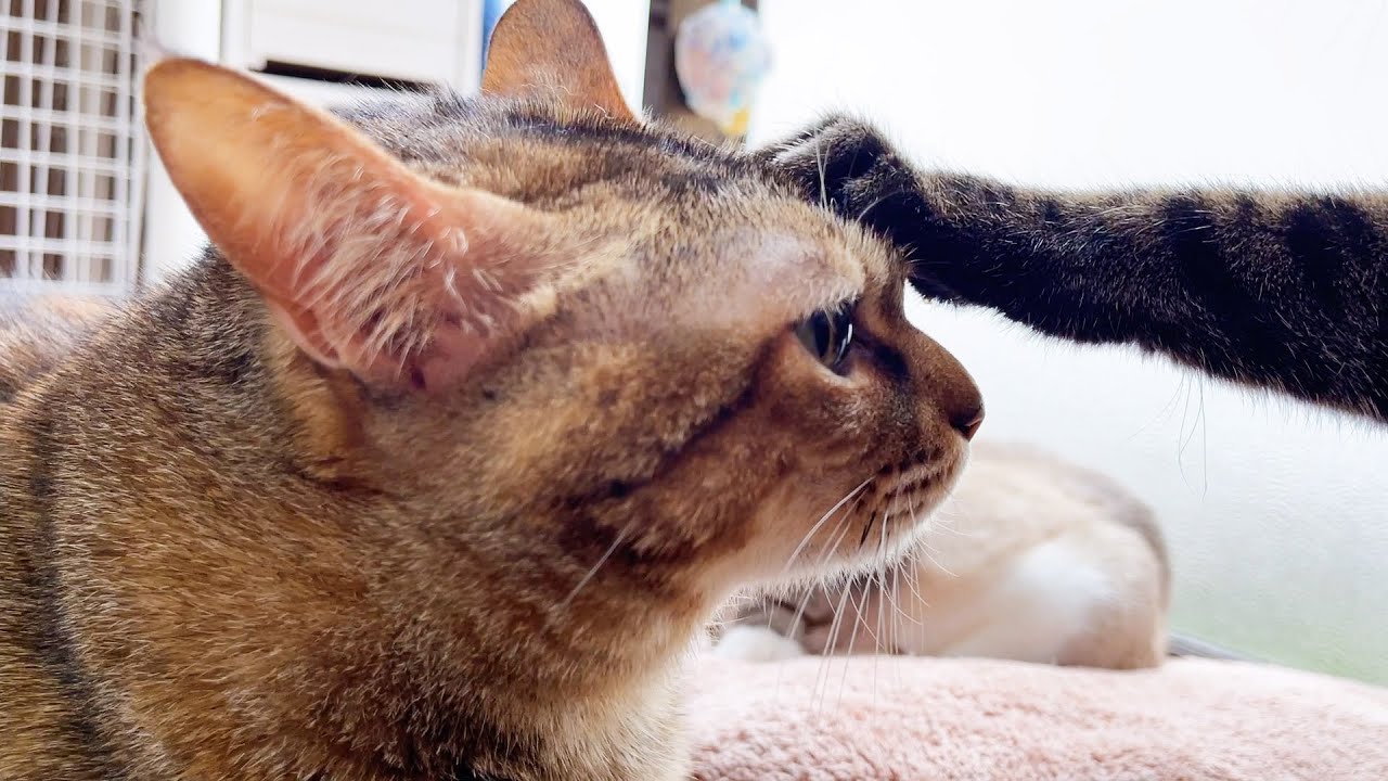 とっても優しいお姉ちゃん猫が大好きな麦わら猫♥