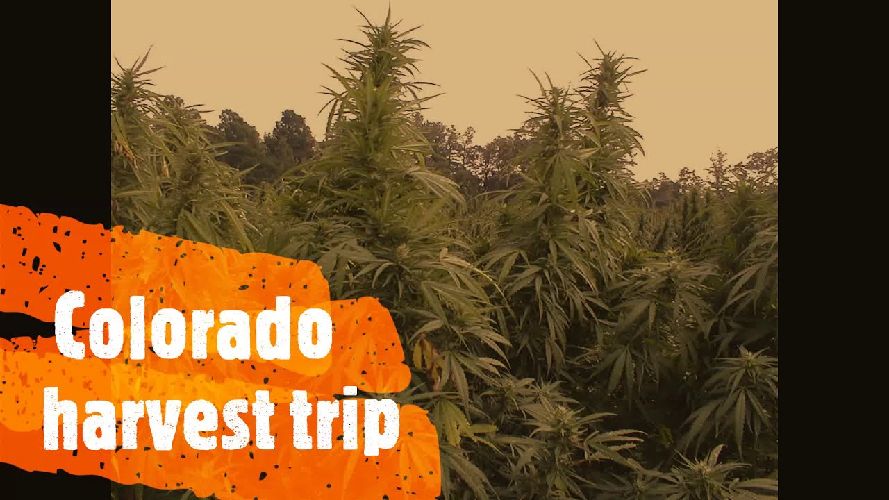 my Colorado harvest trip newest strain release '   #mr,original #GONEsoSOON #FREAKnasty