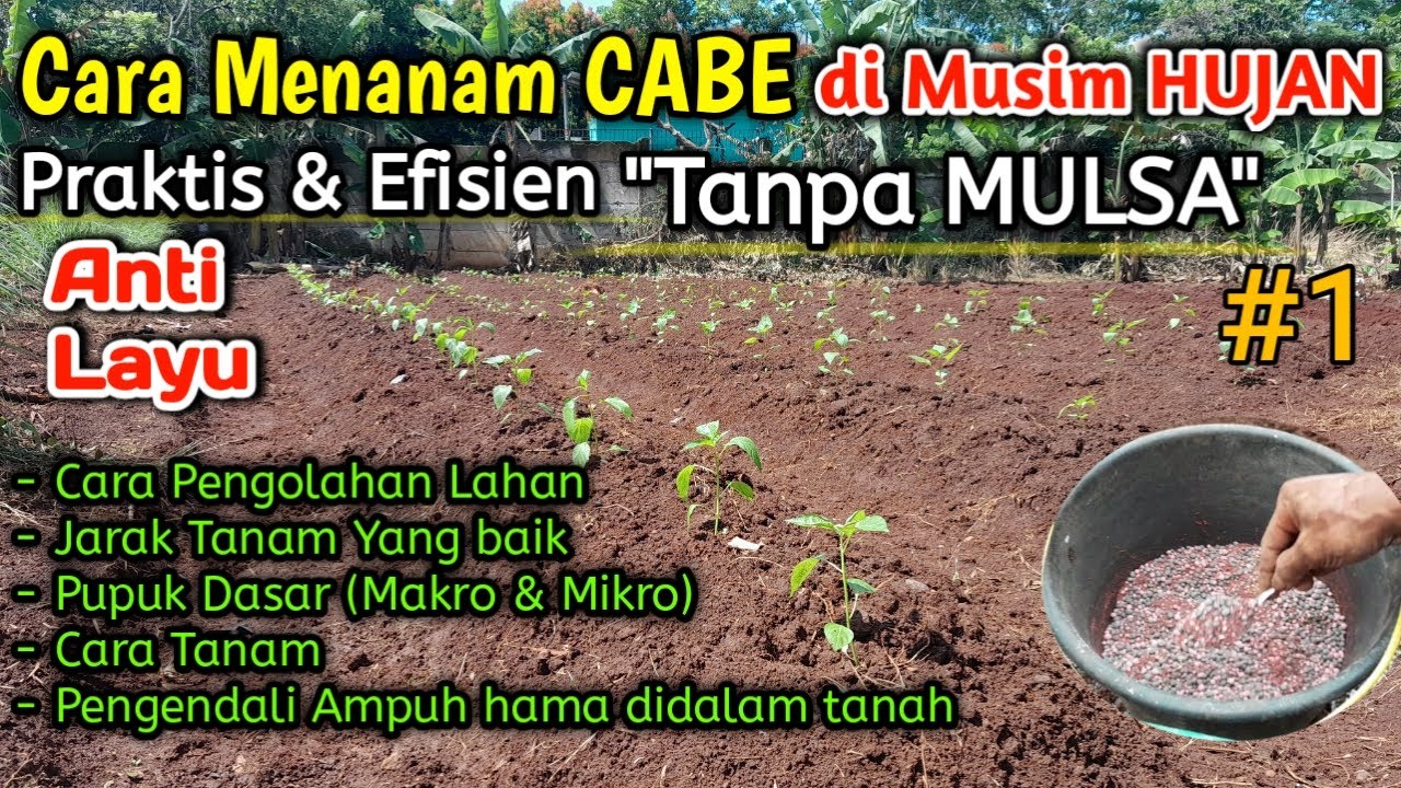 Cara menanam Cabe dimusim HUJAN, Hemat Biaya TANPA MULSA. Part 1