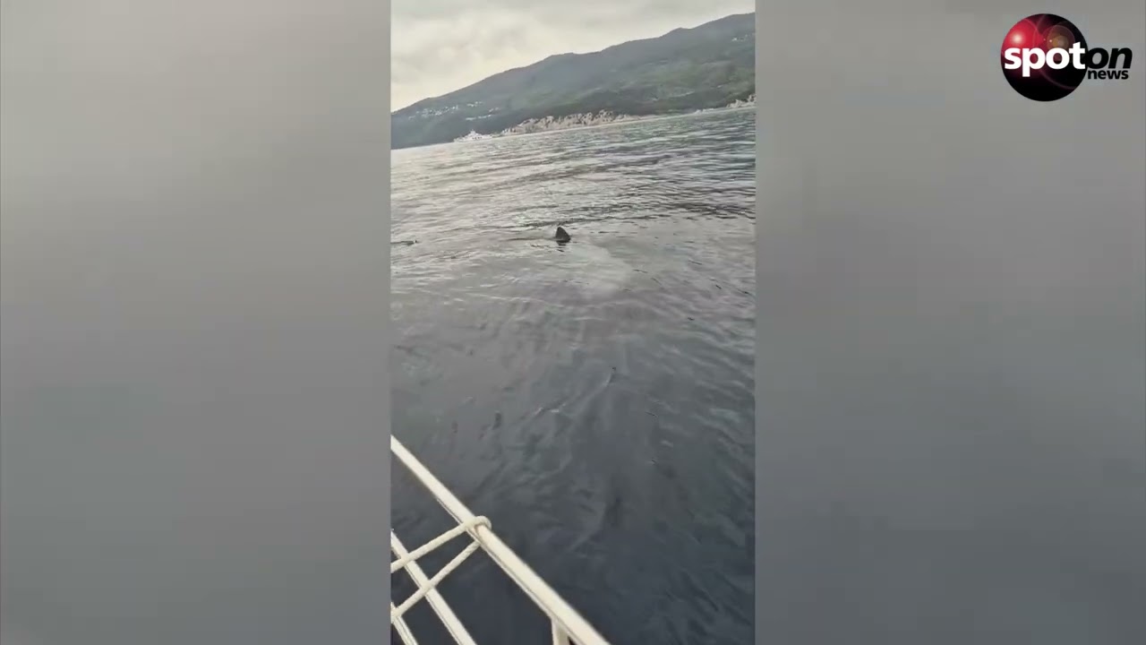 Гигантскую акулу сняли на видео у берегов Хорватии