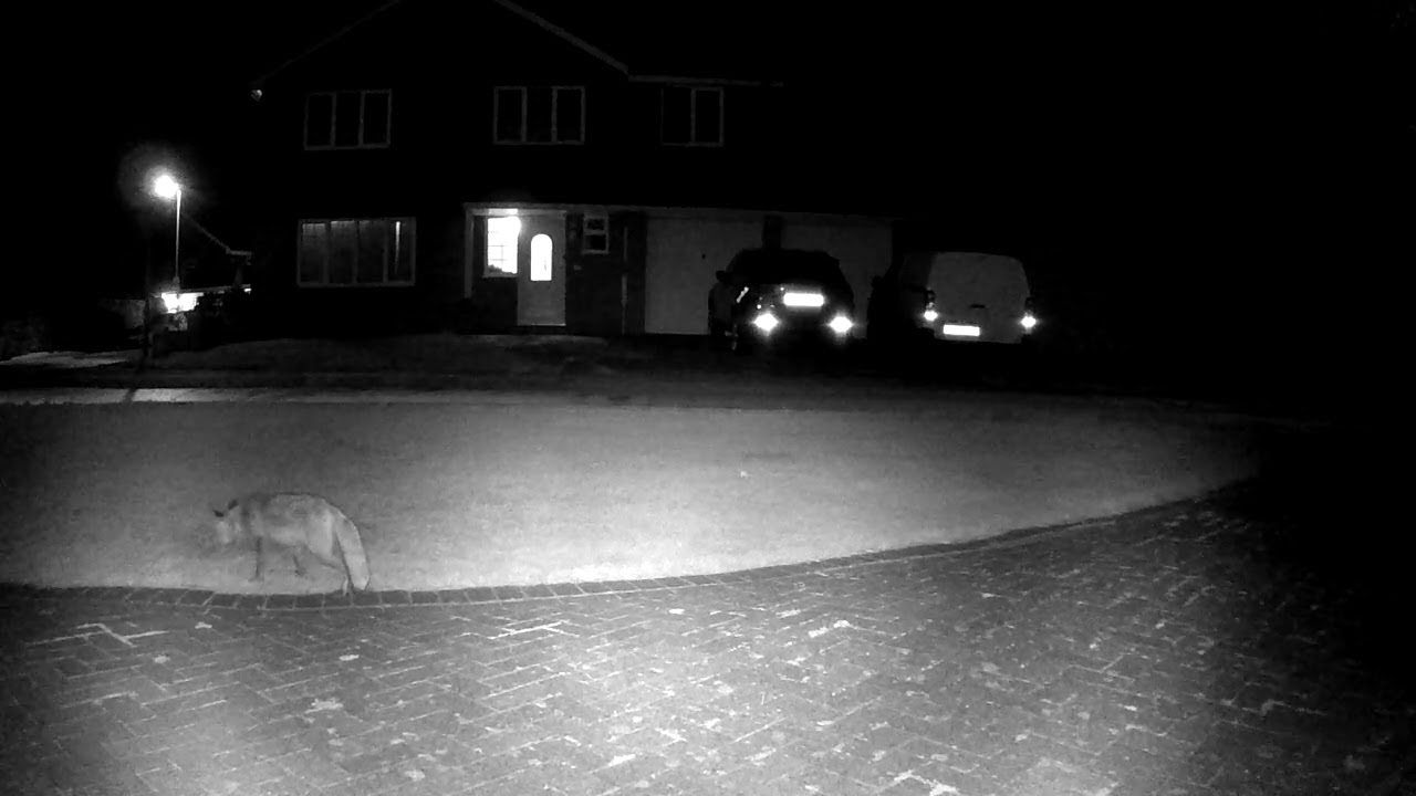Foxy Footage