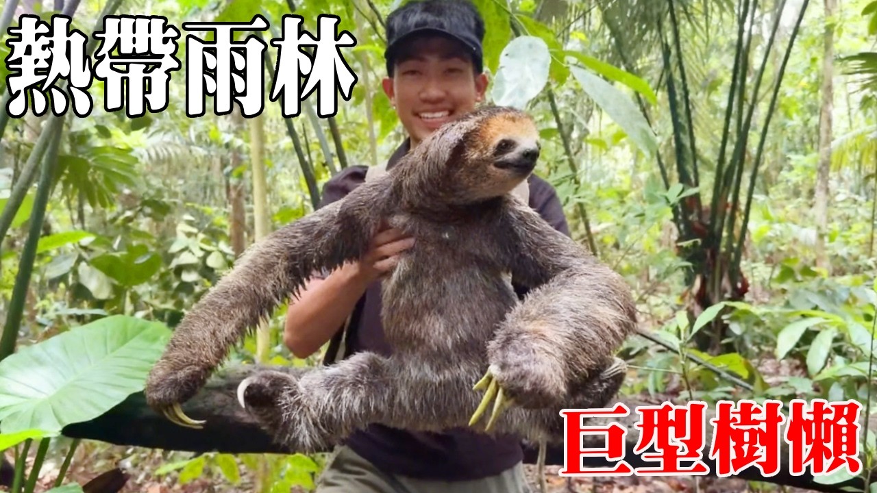 雨林生存探險（全集）！遭遇暴雨一天一夜都沒吃飯，終於建好庇護所，還見到了珍貴的樹懶！【探索兄弟】