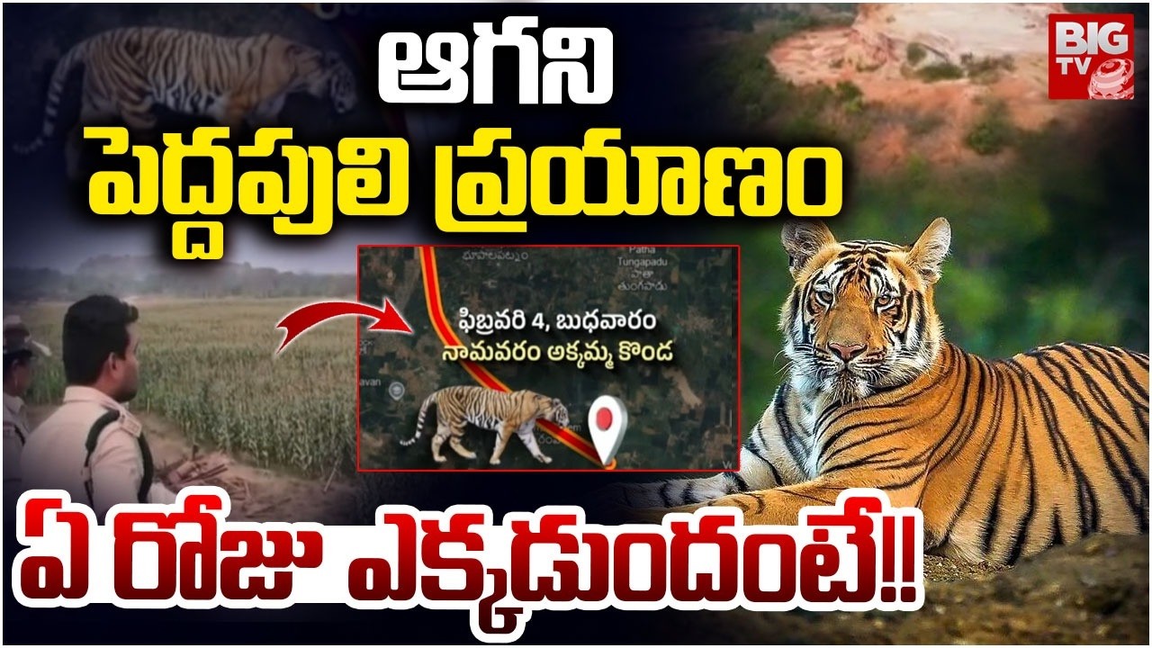 Rajahmundry Tiger Hulchal | ఆగని పెద్దపులి ప్రయాణం.. ఏ రోజు ఎక్కడుందంటే!! | BIG TV