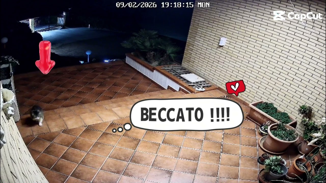 Rilevazione smart con camera REOLINK e integrazione con HOME ASSISTANT
