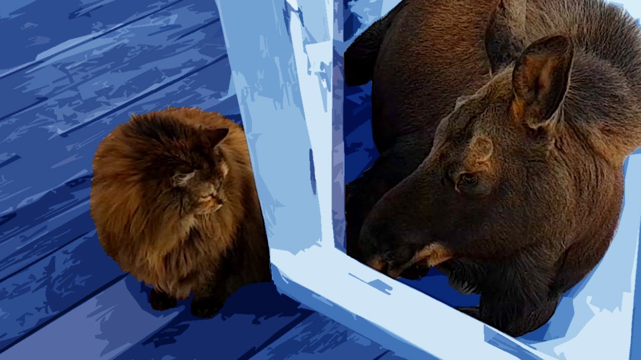 Heartwarming Story of a Cat & Moose Bonding