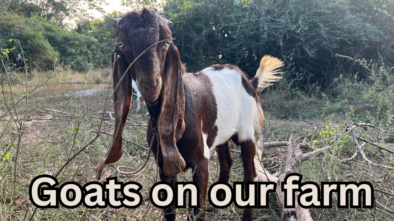 Native goats on our farm - how we care