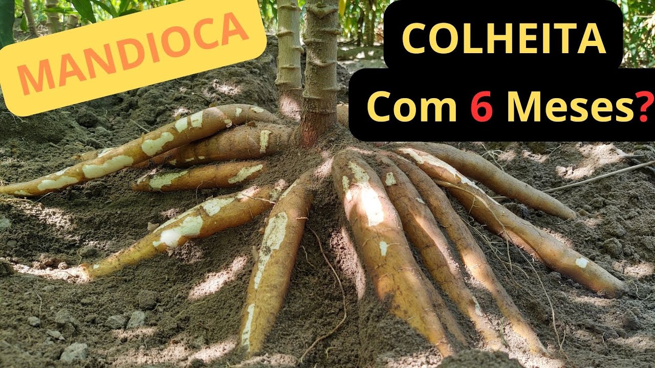 MANDIOCA: Colheita com 6 Meses?