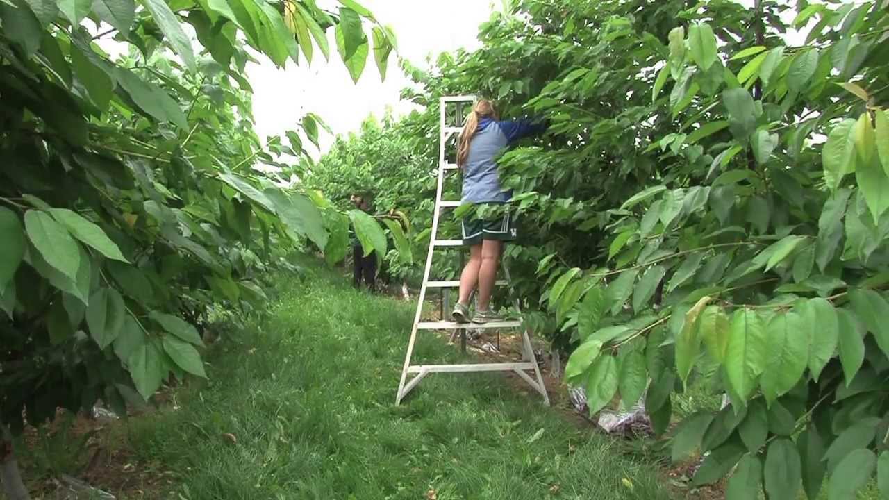 MSU AgBioResearch: Advancing Michigan Cherries From Root to Fruit