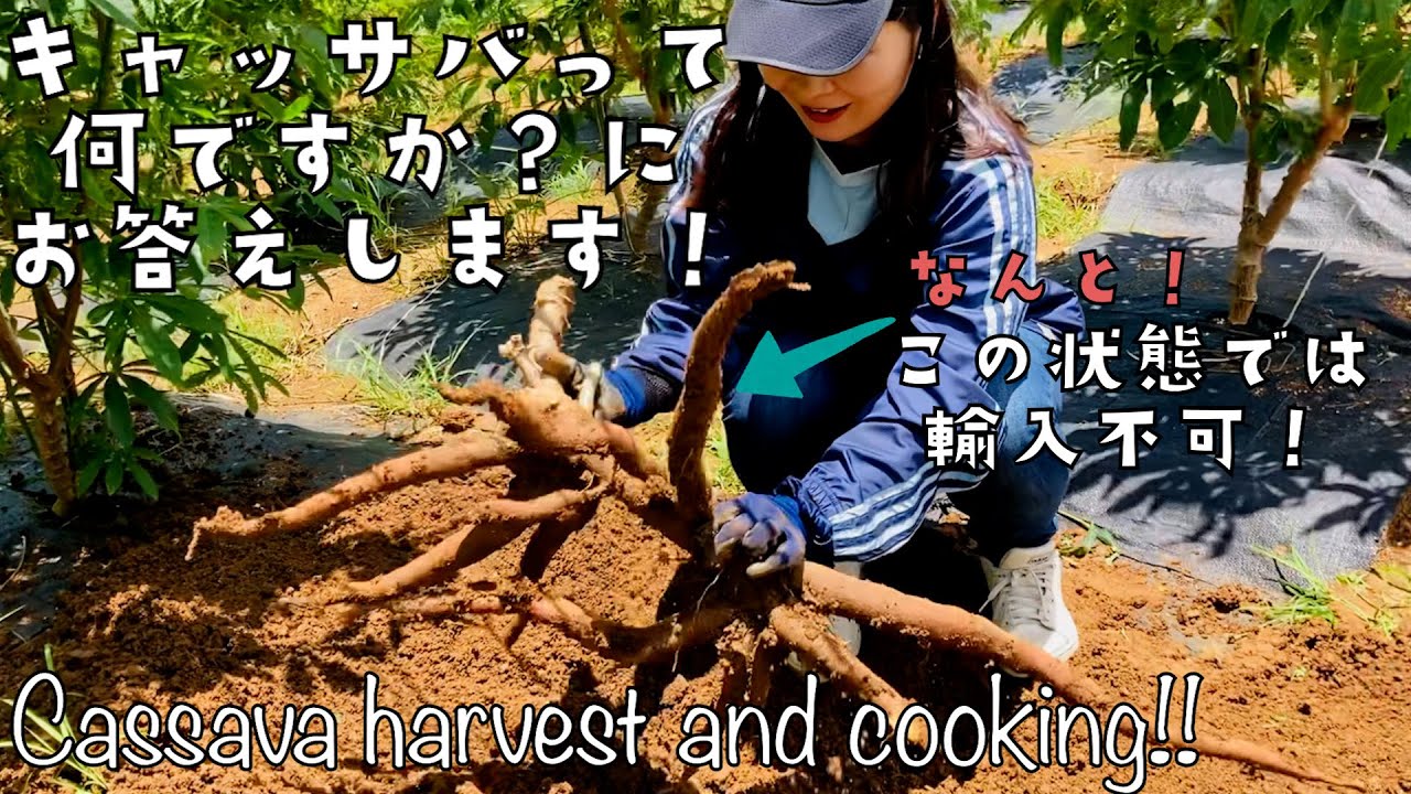 【日本で見れるのは貴重】キャッサバの調理方法！~Japanese cooking~