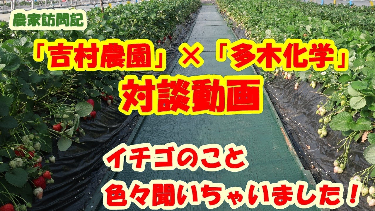 農家訪問記　吉村農園×多木化学　対談動画