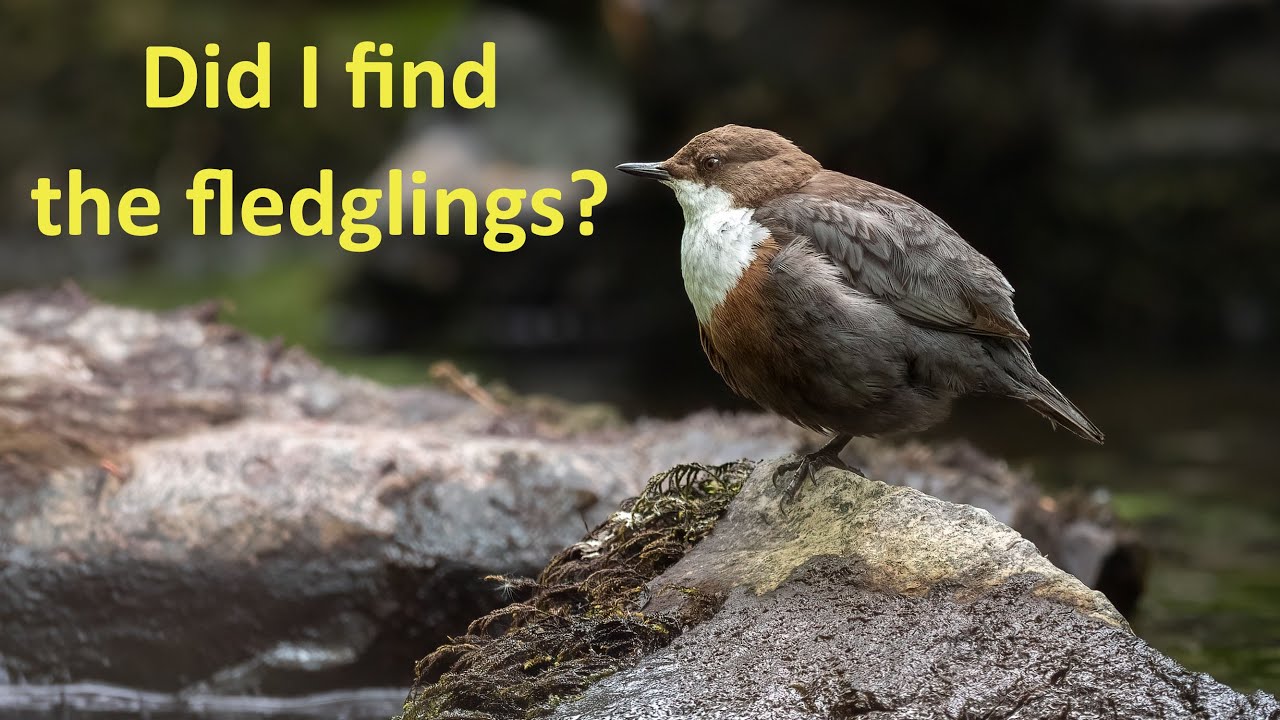 Dipper Project Part 12