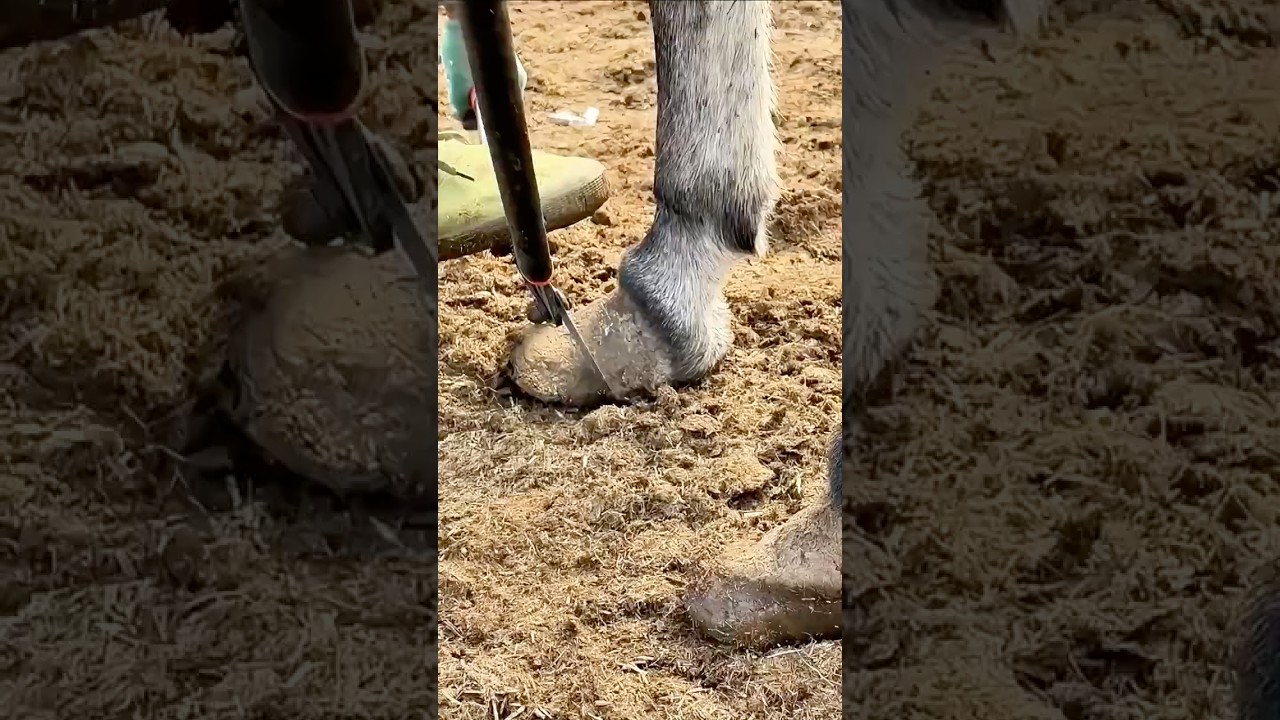 Professional donkey hoof trimming tutorial: key steps and precautions