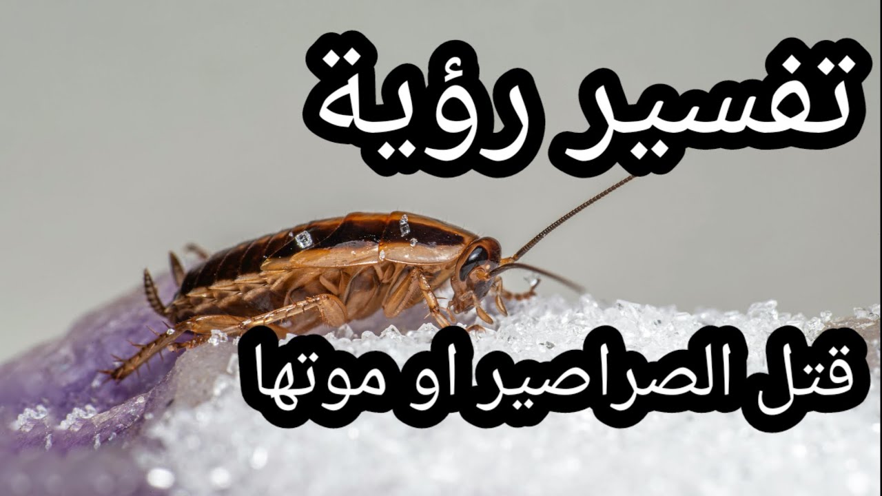 تفسير رؤية قتل الصراصير او موتها في المنام
