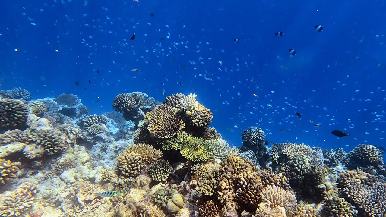 Snorkeling around St Regis Maldives 9/2023